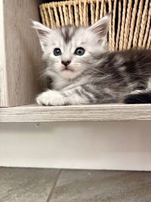 Maine coon cu pedigree