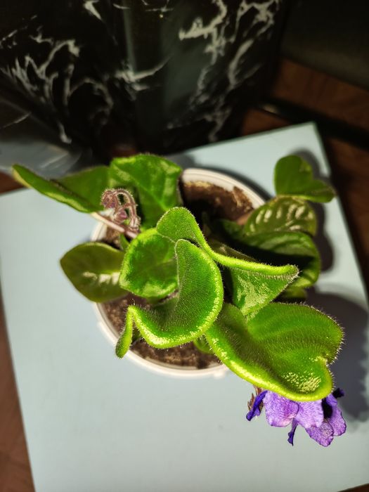 Продам цветок фиалка