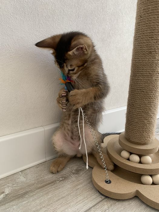 Абиссинский котенок