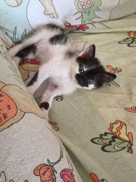 Мъжко котенце си търси дом