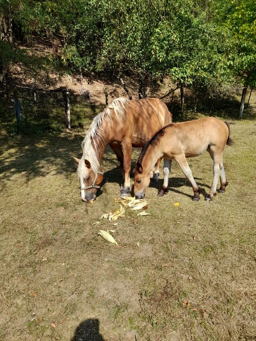 Vând iapă de 5 ani  cu mănză  de 3 luni iapa  este gestantă dinou  mai multe  detali la telefon nu răspund la  mesaje  .