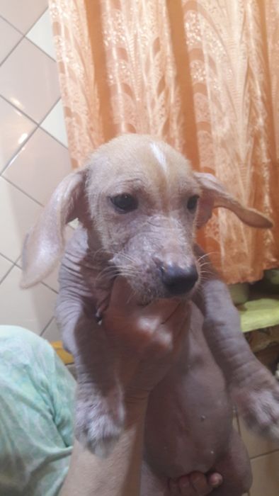 Порода китайская хохлатая