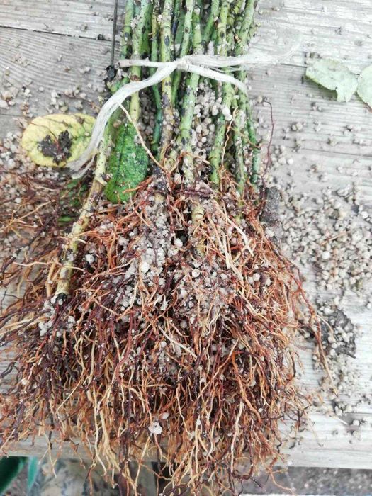 Trandafiri de dulceata din Bulgaria, varsta 2 sezoane pepiniera +Bonus