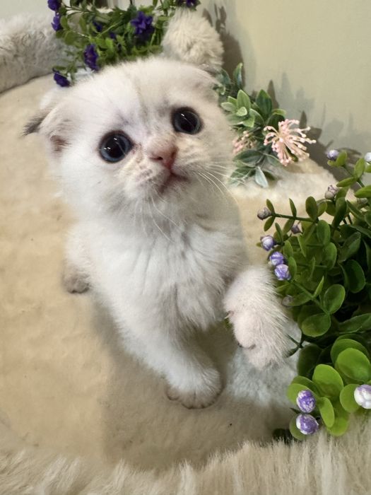 Продается Фолд, мальчик