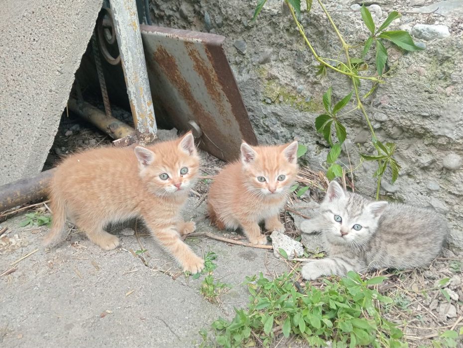 Подарю котят в добрые руки
