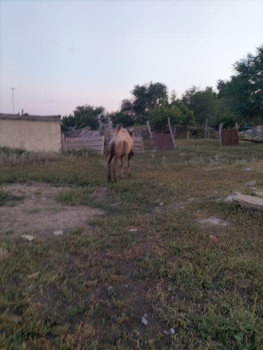 Меняю верблюда на овец