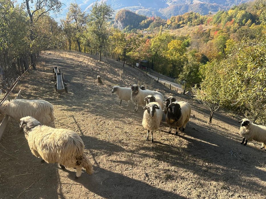 Oi  și  miele breze