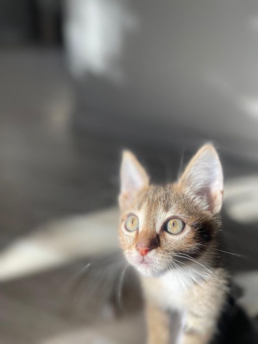 Отдадим котенка 4 месяца БЕСПЛАТНО