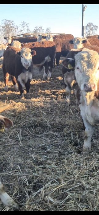 Ак бас букалар бычки сатылады.