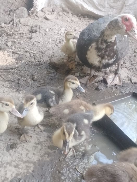 Утки гуси продаются