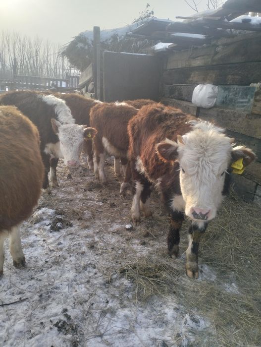 Таза Ак бас торпактар сатылады