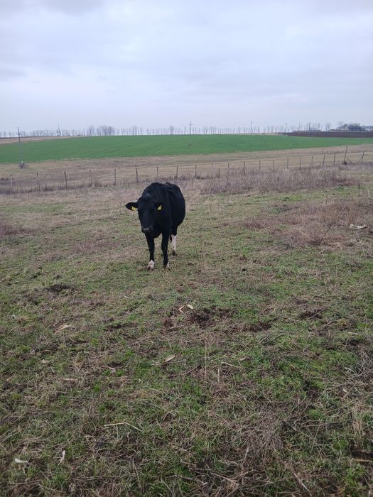 Vând doua juninci gestante 16.000 lei