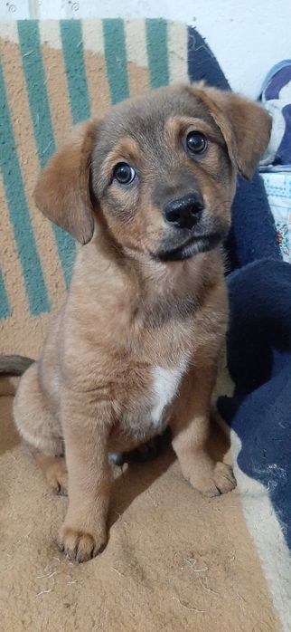 Отдам щенков в добрые руки.