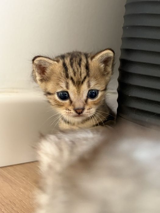 котенок бенгальский