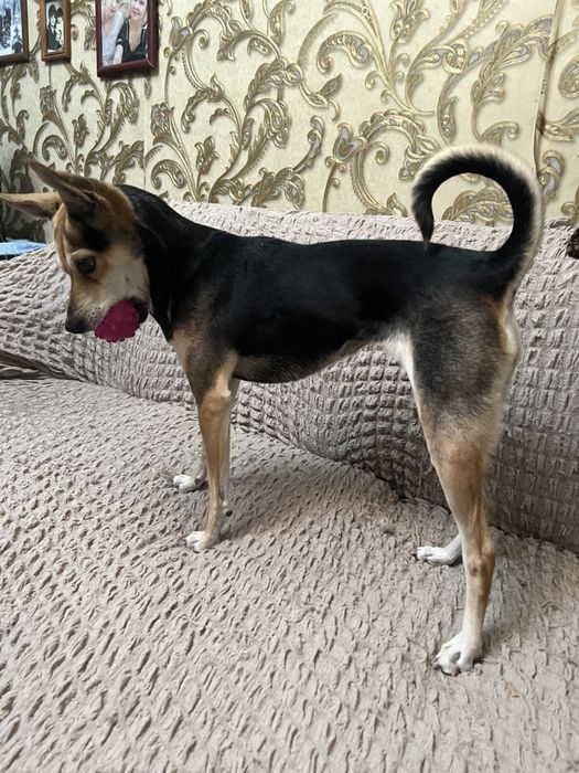 Отадим кошку остались без хозяйки