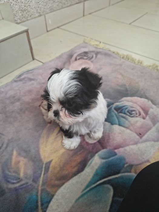 Shih Tzu in vârstă de 2 luni