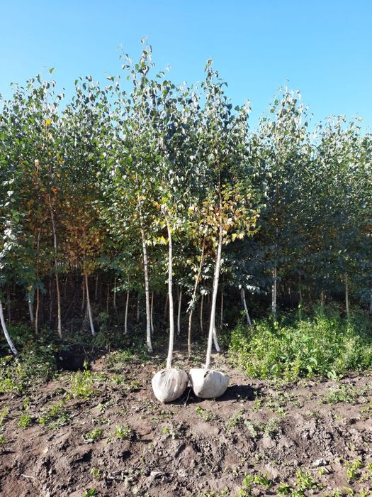 Magnolie mesteacăn buxus tei brad