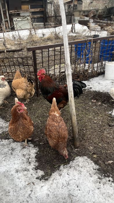 Петух (здоровый,хороший)