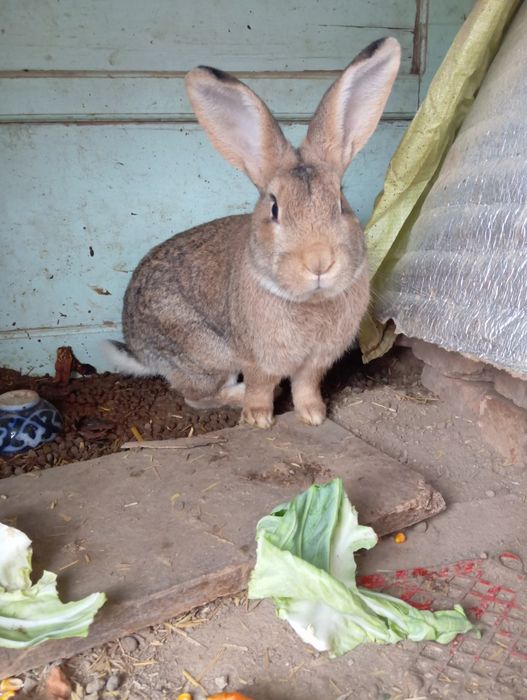 Erkak kota quyon sotiladi qari mas