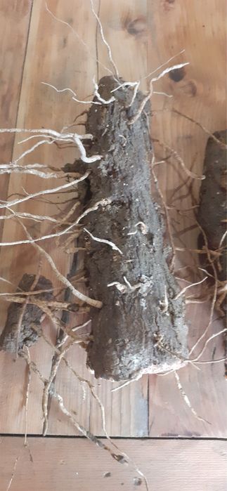 Untul pamantului radacina