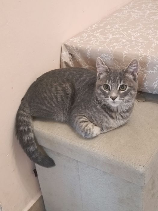 Подарява се коте