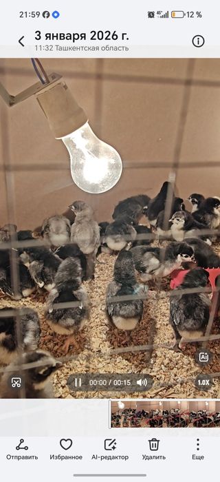 Zot: Avstralorp / Rumin (aralash emas, toza yoʻnalish)

Yoshi: 2 hafta