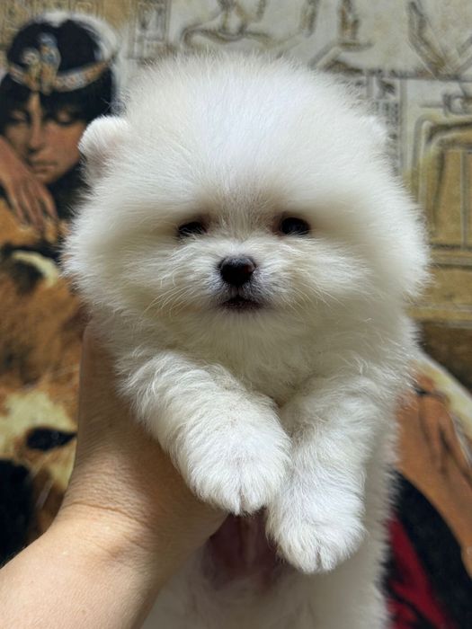 Шпицы мишки померашки