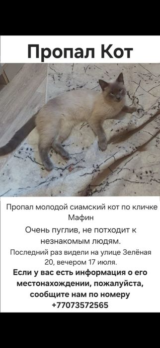Пропал кот в микрорайоне Борки