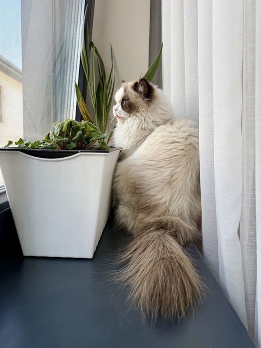 Кошка рэгдолл ищет жениха