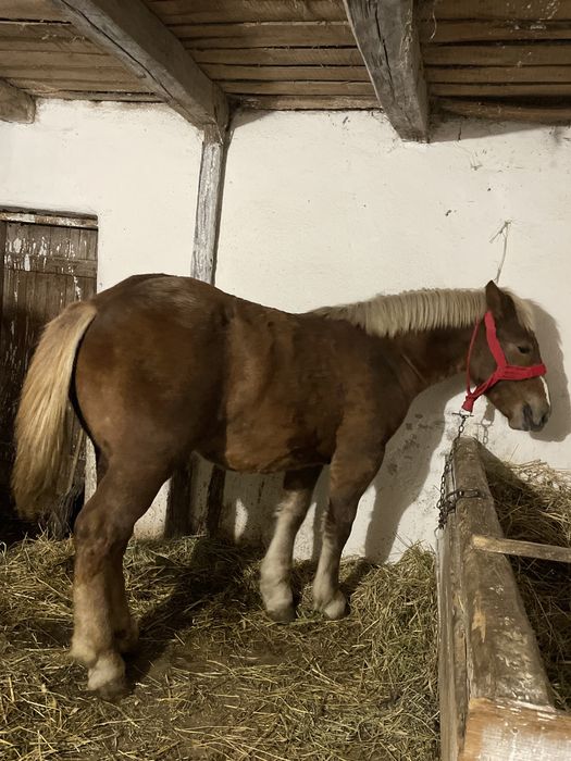 Mânza de vanzare de 7 luni