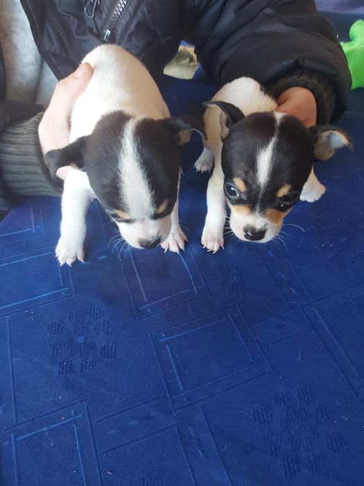 Джак ръсел териер