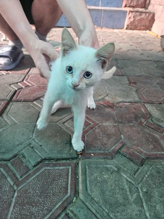 Отдадим котят - бесплатно.