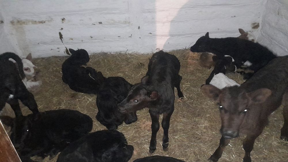 Продам телята бычки