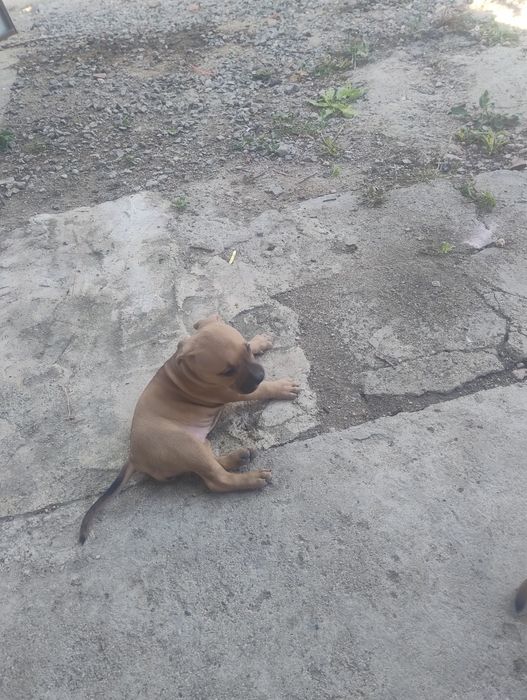 Питбули с pedigree