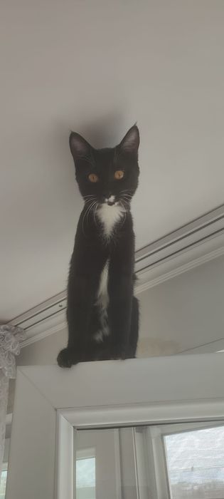 Котята котёнок мысык