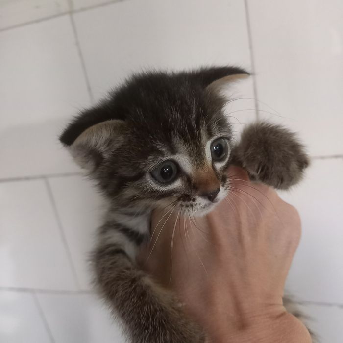 Вислоухие котята 1,5 мес мальчик и девочка