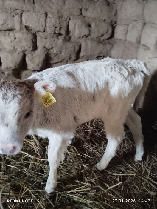 Продам тёлочку .