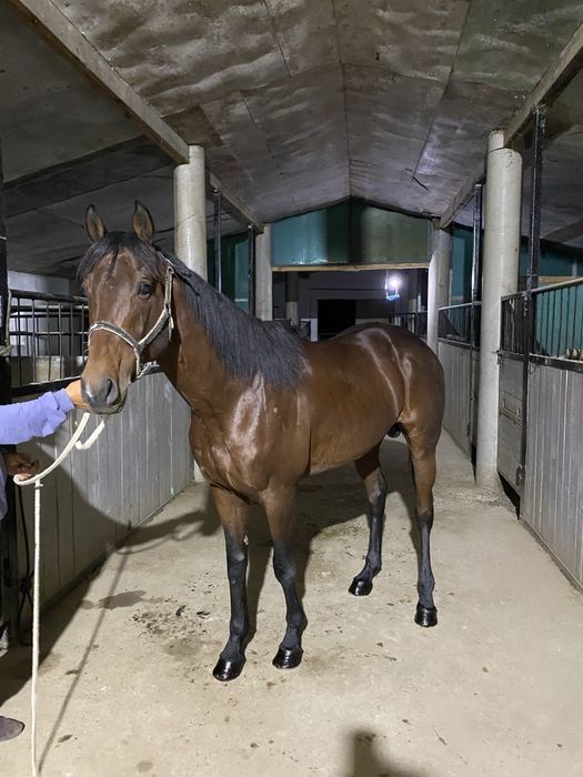 Чистокровый жеребец производитель