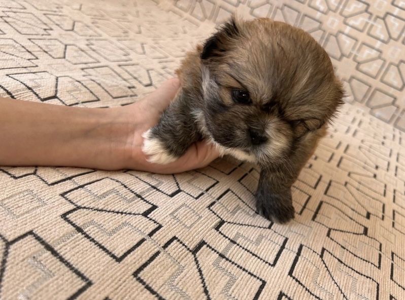 Продадим щенков пекинесов