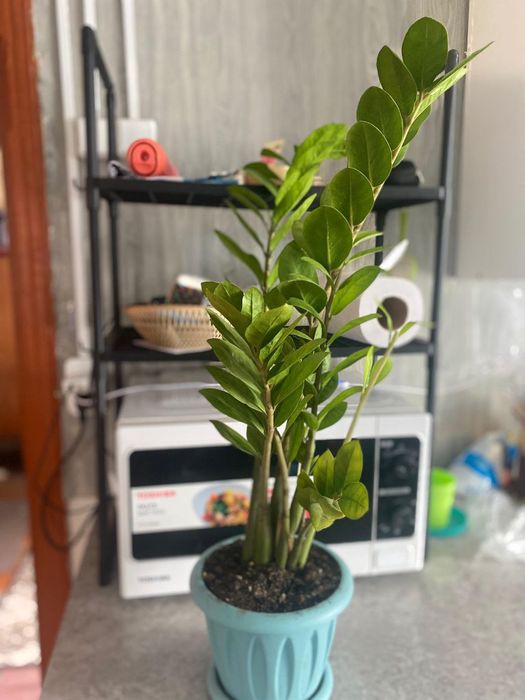 продам комнатные растения