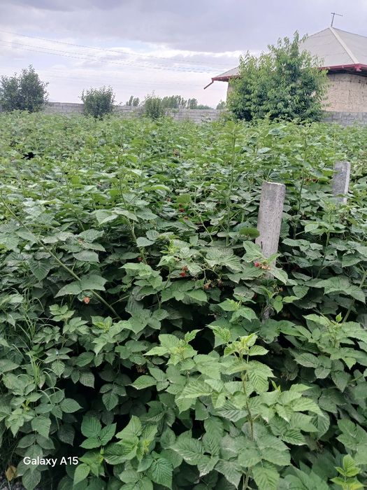 Malina kuchatlari sotiladi