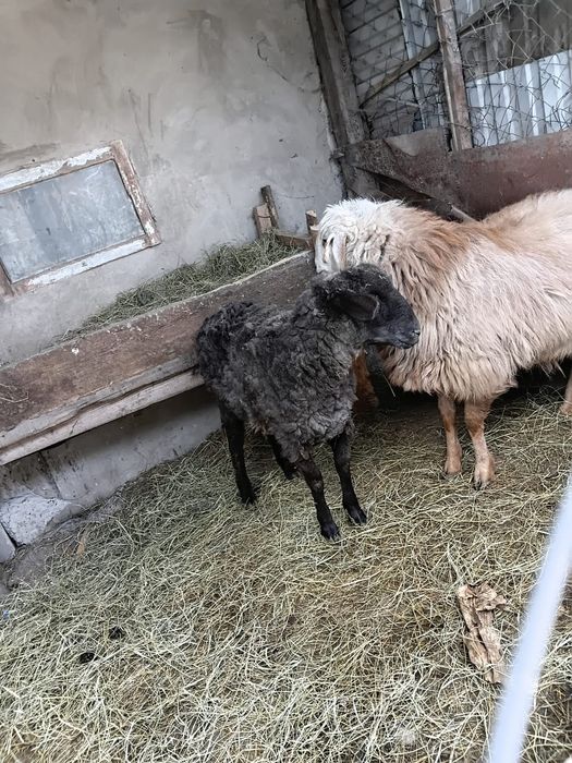 Продам баран қой сатылады