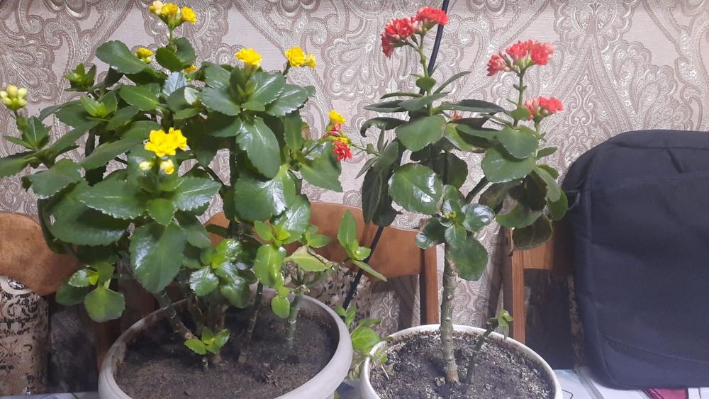 Продам комнатные цветы