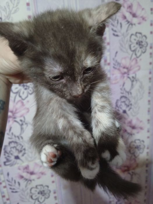 Отдам котят в добрые руки