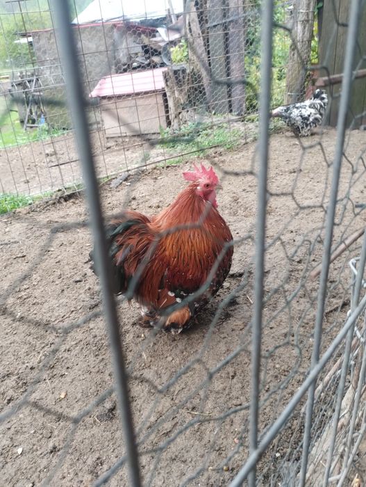 Ouă de incubat conchin pitic