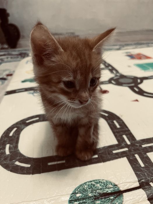 Отдам котенка в добрые руки