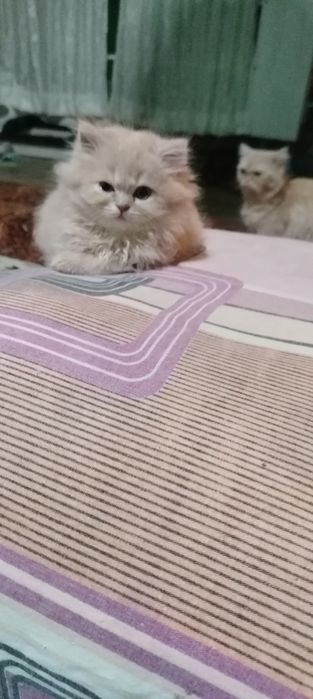 Продаются породистые котята срочно не дорого.!