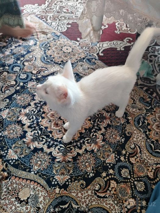 Turetskiy angora