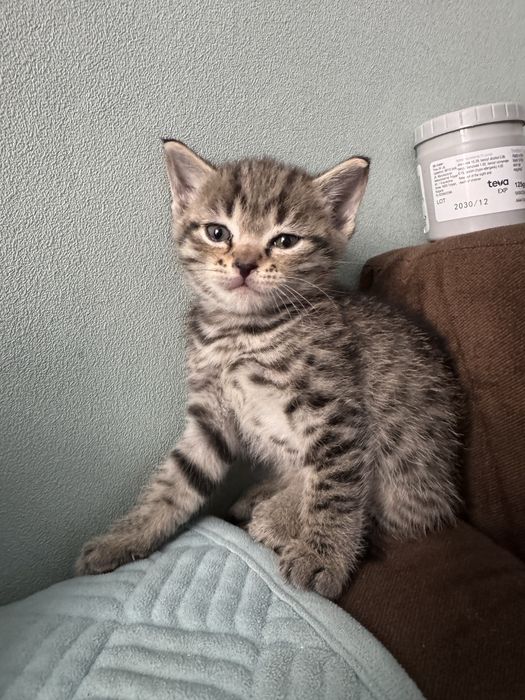 Котята породистые