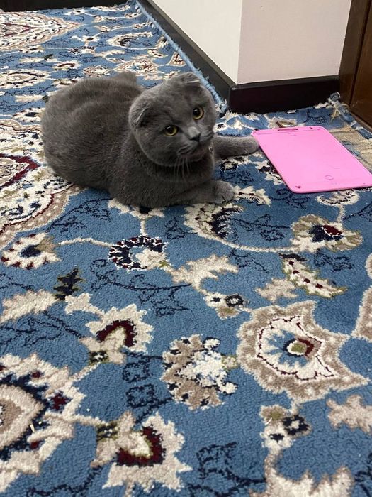 Skotish fold ugil bola mushug